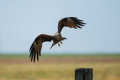 Bird flying over wooden post against sky