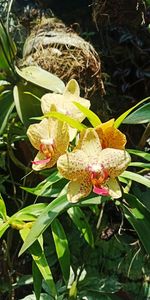 Close-up of flowering plant