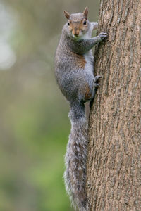 Close-up of squirrel on tree trunk