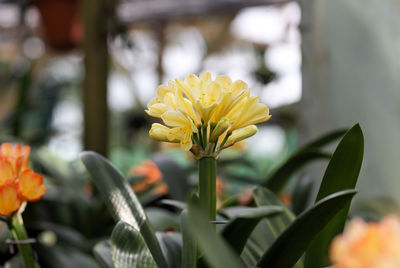 Close-up of yellow flowering plant