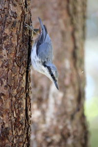 Close-up of bird perching on tree trunk