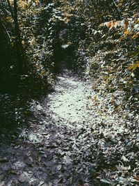 Reflection of trees in river