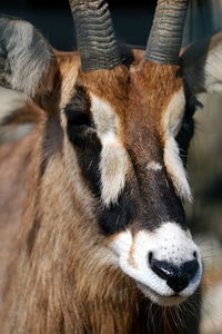 Close-up of cow