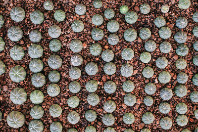 Full frame shot of stone wall