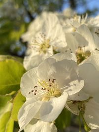 Close-up of white cherry blossom