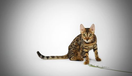 Portrait of cat against white background