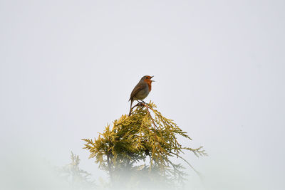 Bird perching on a tree