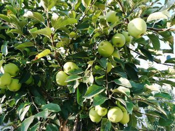 Close-up of fruits on tree