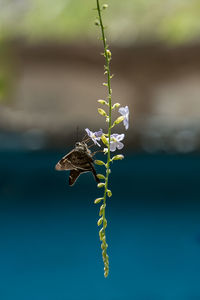 Close-up of insect on plant