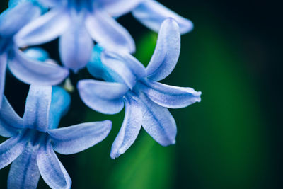 Close-up of purple flowering plant