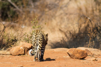 Leopard walking on dirt road in zoo