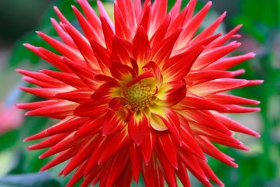 Close-up of red flower blooming outdoors