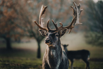 Portrait of deer standing on field