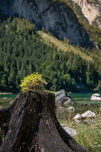 Scenic view of forest