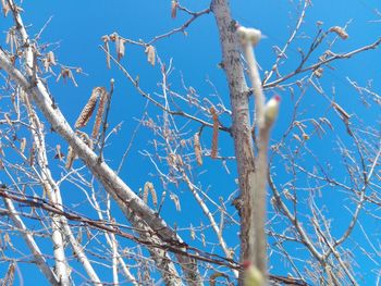 Low angle view of flowering tree against blue sky