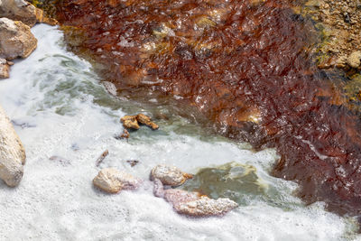 High angle view of ducks on rock in sea