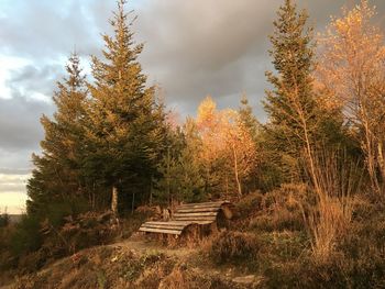 Plants growing on land against sky during autumn