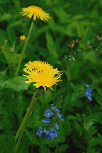 Close-up of yellow flowers blooming outdoors