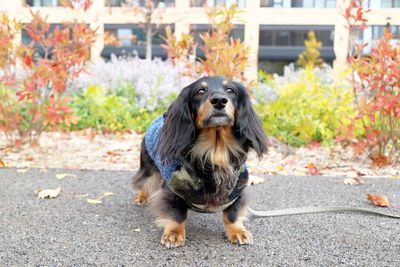 Close-up of dog during autumn