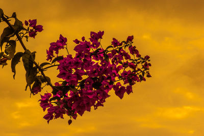 Close-up of bougainvillea blooming against sky during sunset