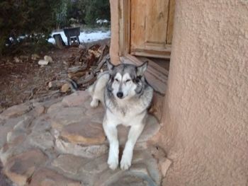 Portrait of dog