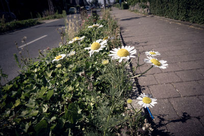 High angle view of daisy flowers on road