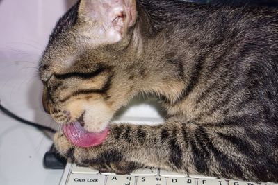 Close-up of cat sleeping