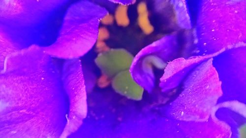 Close-up of purple flower