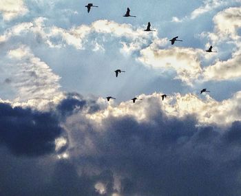 Low angle view of birds flying in sky