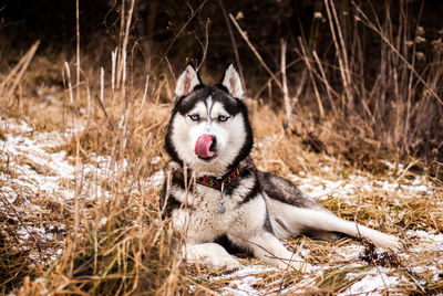 Portrait of dog standing on field