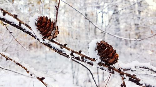 Close-up of frozen tree during winter