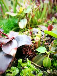 Close-up of plant growing outdoors