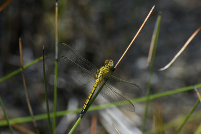 Close-up of dragonfly on leaf