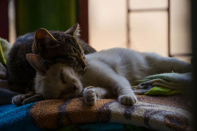 Cat sleeping in a home