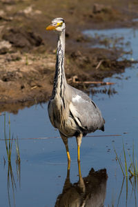 Bird perching on a lake