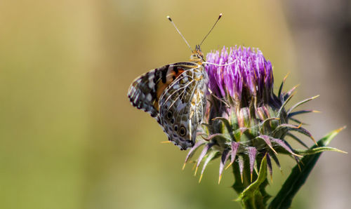 Close-up of butterfly perching on flower