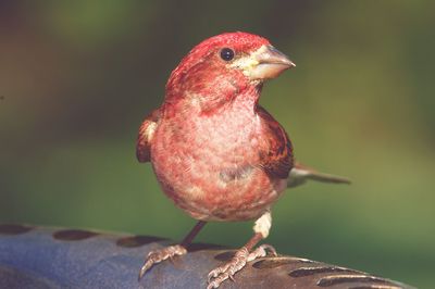 Close-up of parrot perching on leaf