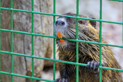 Close-up portrait of a nutria water rat.