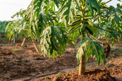 Close-up of fresh vegetables in field