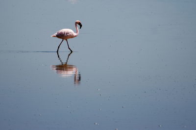 A lone flamingo at lake magadi, the great rift valley, kenya