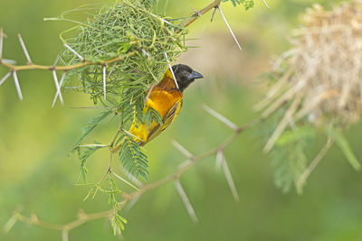 Weaver bird on nest in uganda