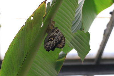 Close-up of butterfly perching on leaf