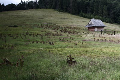 Scenic view of grassy field