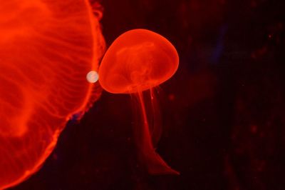 Close-up of jellyfish swimming in water