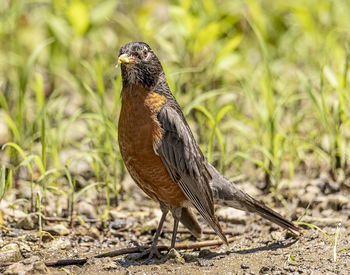 Close-up of a bird