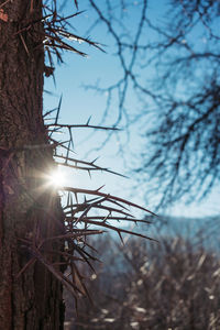 Bare trees against sky during winter