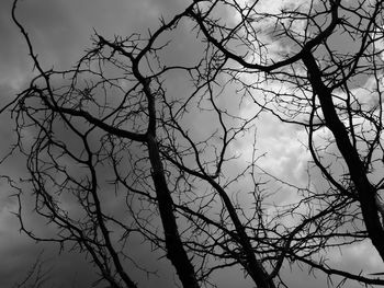 Bare tree against sky