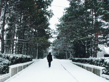 Man walking on snow covered trees