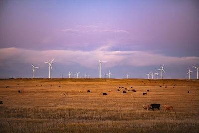 Wind turbines in field against dusk sky with cattle