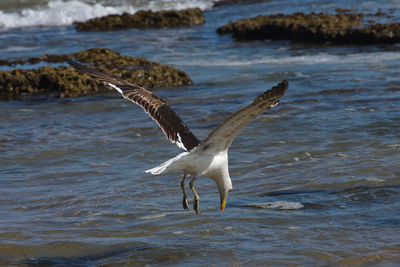 Kelp gull diving down towards seawater
